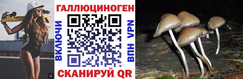 дарк нет телеграм  Новоалександровск  Псилоцибиновые грибы мухоморы 